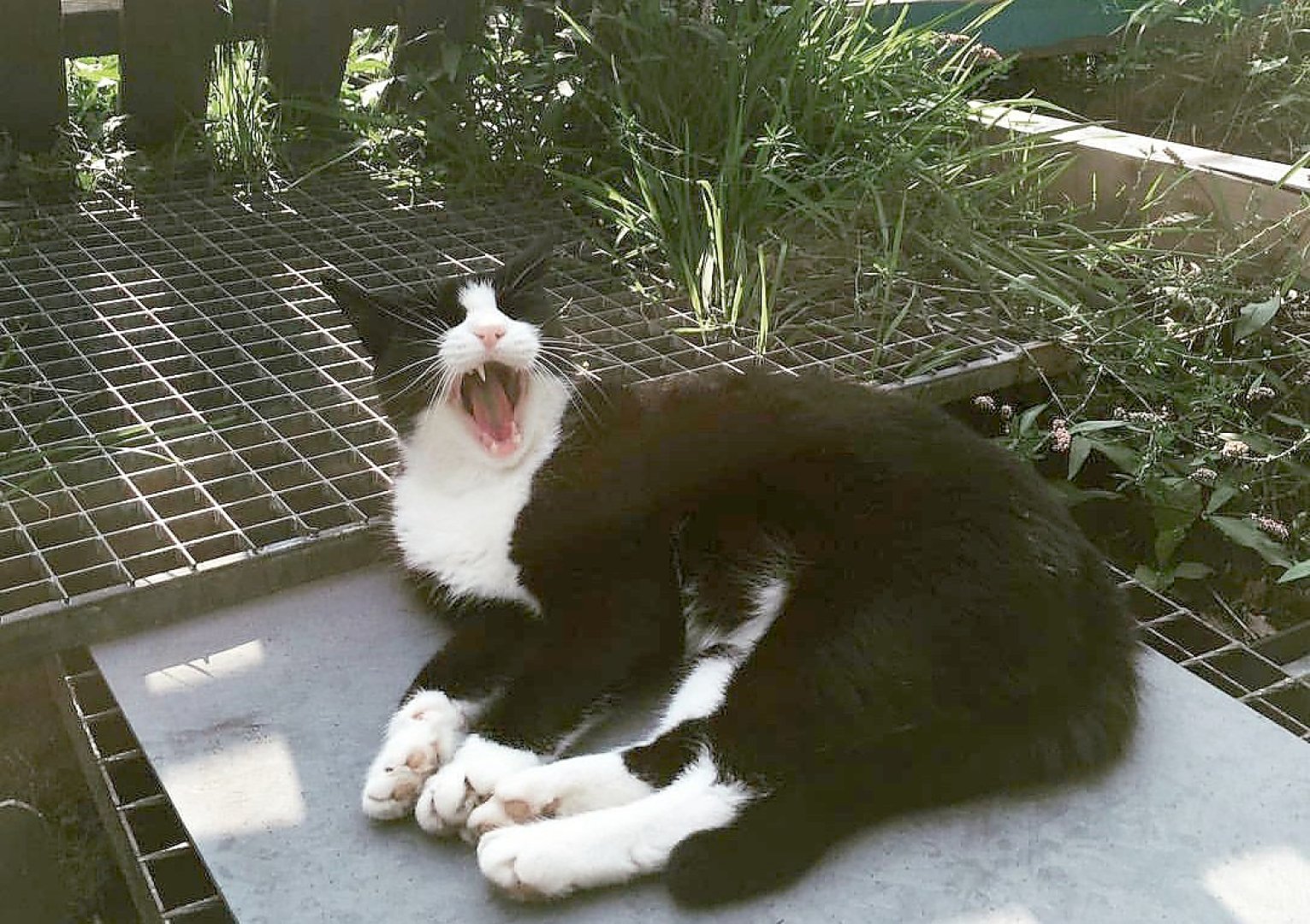 So viele süße Katzen gibt es in Ostfriesland - Bild 30