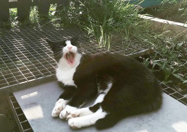 So viele süße Katzen gibt es in Ostfriesland - Bild 30