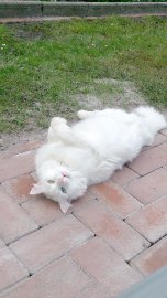 So viele süße Katzen gibt es in Ostfriesland - Bild 31