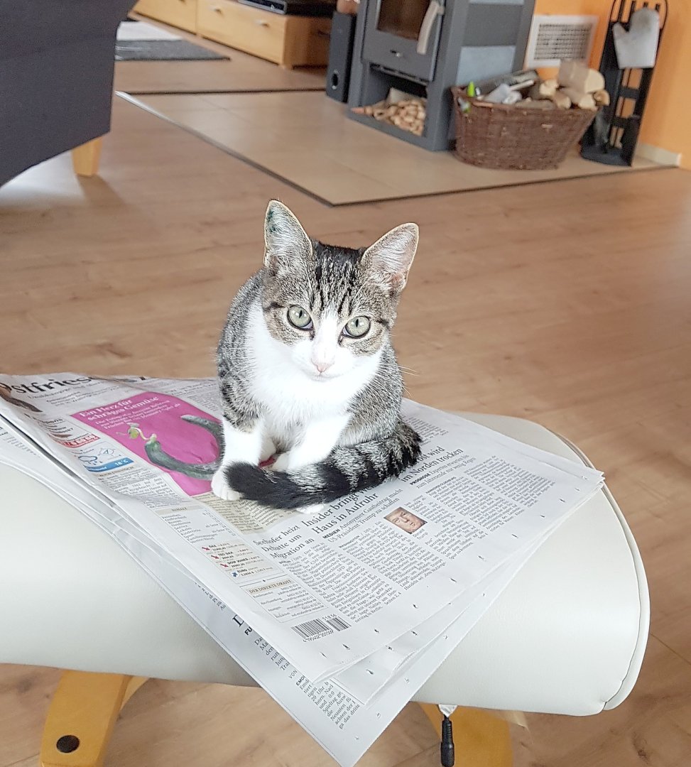 So viele süße Katzen gibt es in Ostfriesland - Bild 32