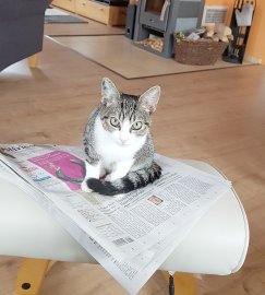 So viele süße Katzen gibt es in Ostfriesland - Bild 32