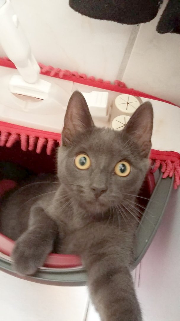 So viele süße Katzen gibt es in Ostfriesland - Bild 33