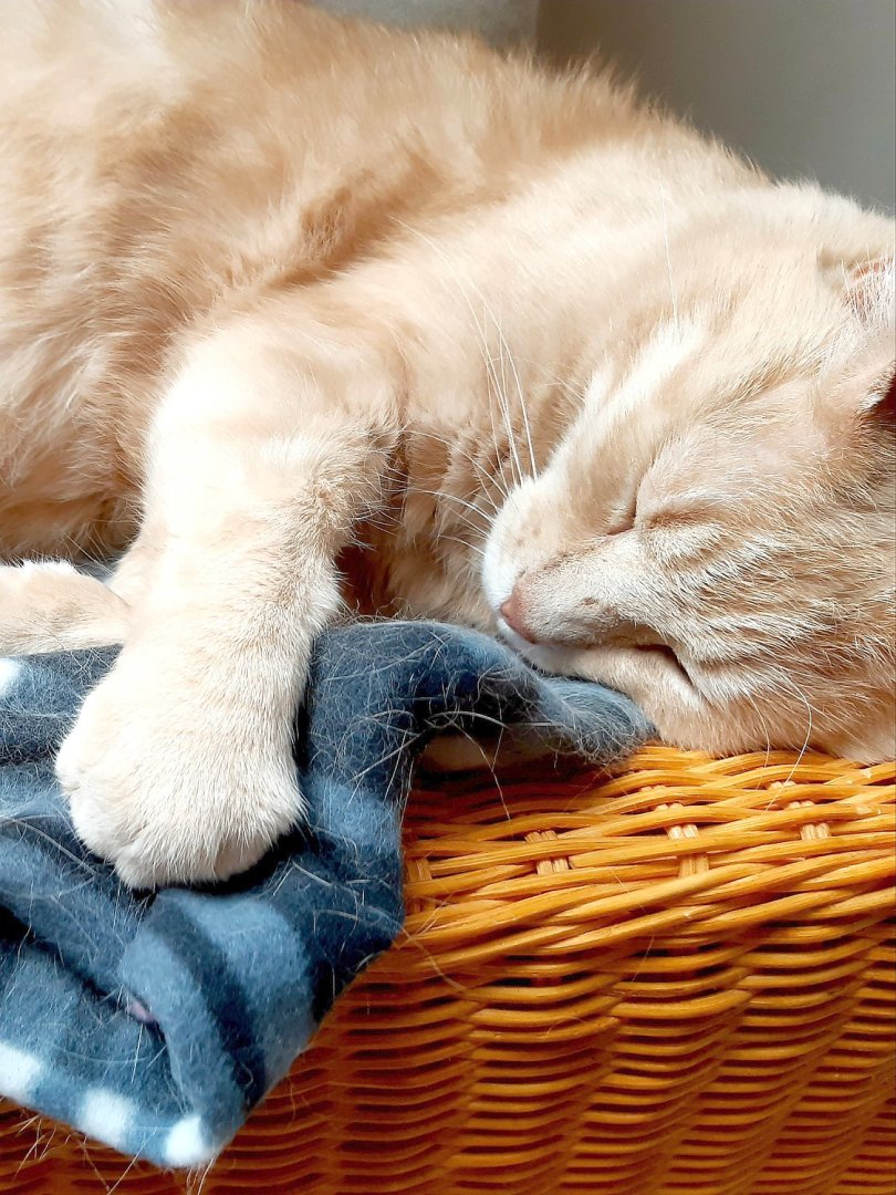 So viele süße Katzen gibt es in Ostfriesland - Bild 34