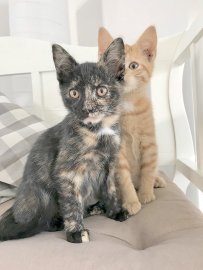 So viele süße Katzen gibt es in Ostfriesland - Bild 35