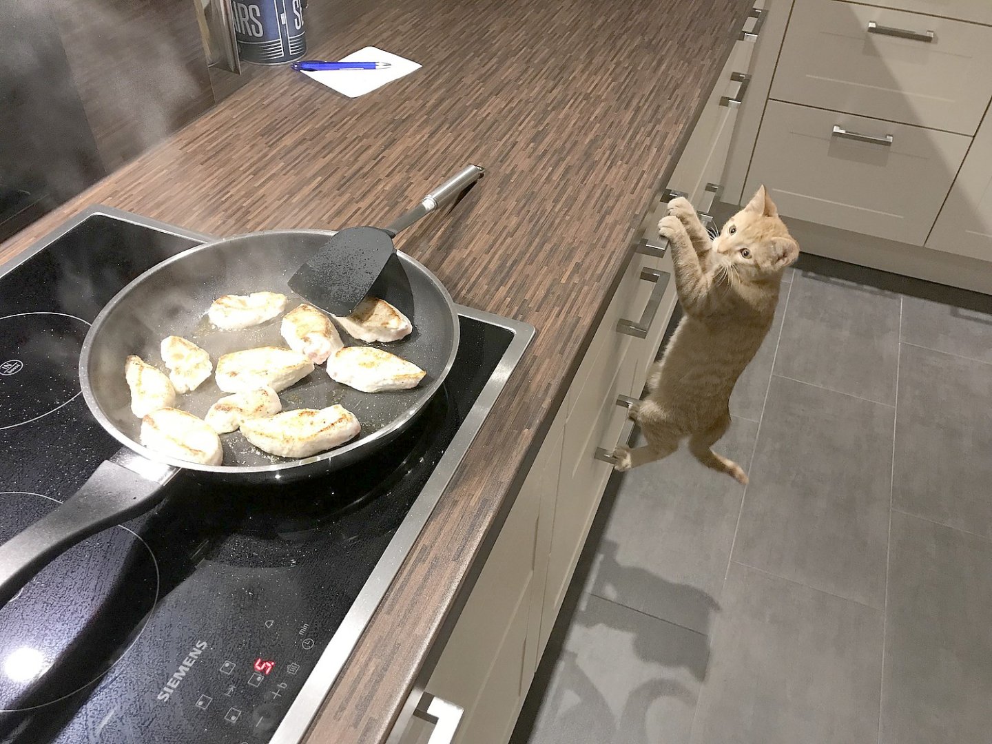 So viele süße Katzen gibt es in Ostfriesland - Bild 36
