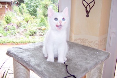 So viele süße Katzen gibt es in Ostfriesland - Bild 37