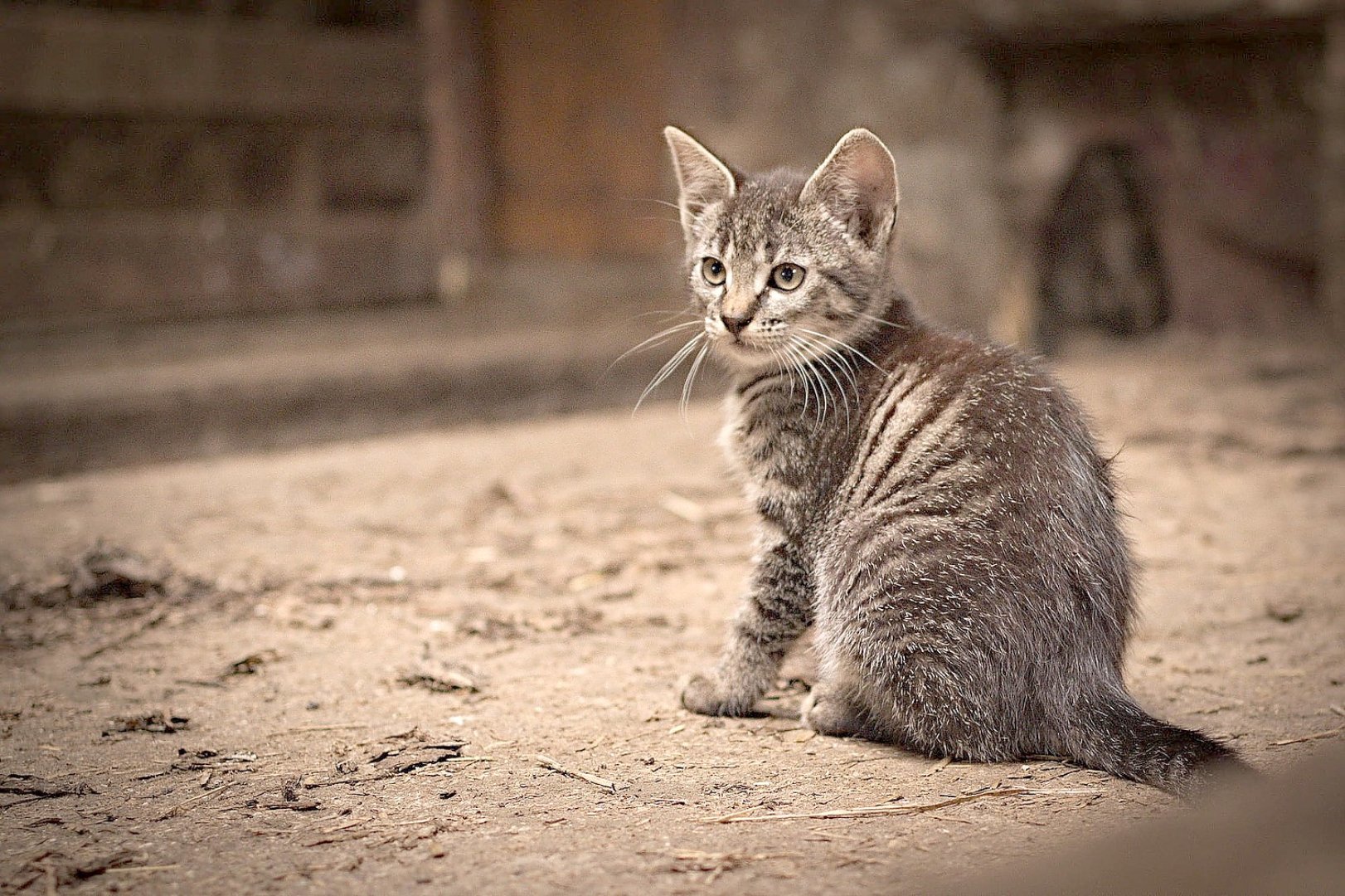 So viele süße Katzen gibt es in Ostfriesland - Bild 38