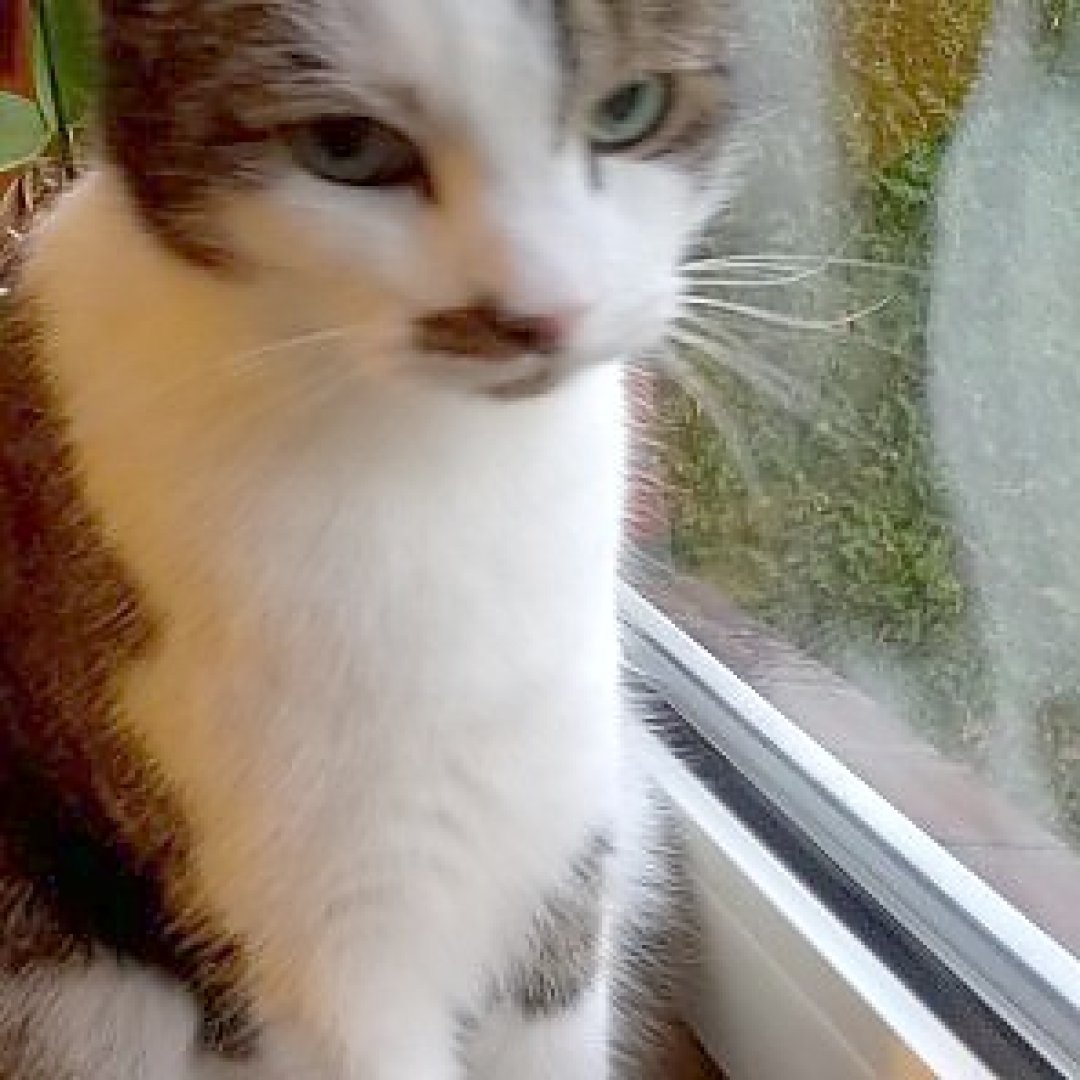 So viele süße Katzen gibt es in Ostfriesland - Bild 39