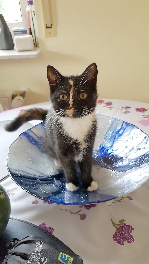 So viele süße Katzen gibt es in Ostfriesland - Bild 40