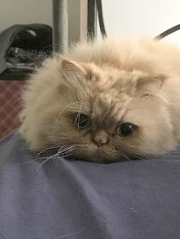 So viele süße Katzen gibt es in Ostfriesland - Bild 41