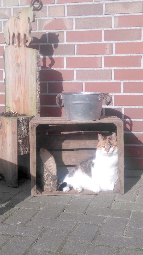 So viele süße Katzen gibt es in Ostfriesland - Bild 42