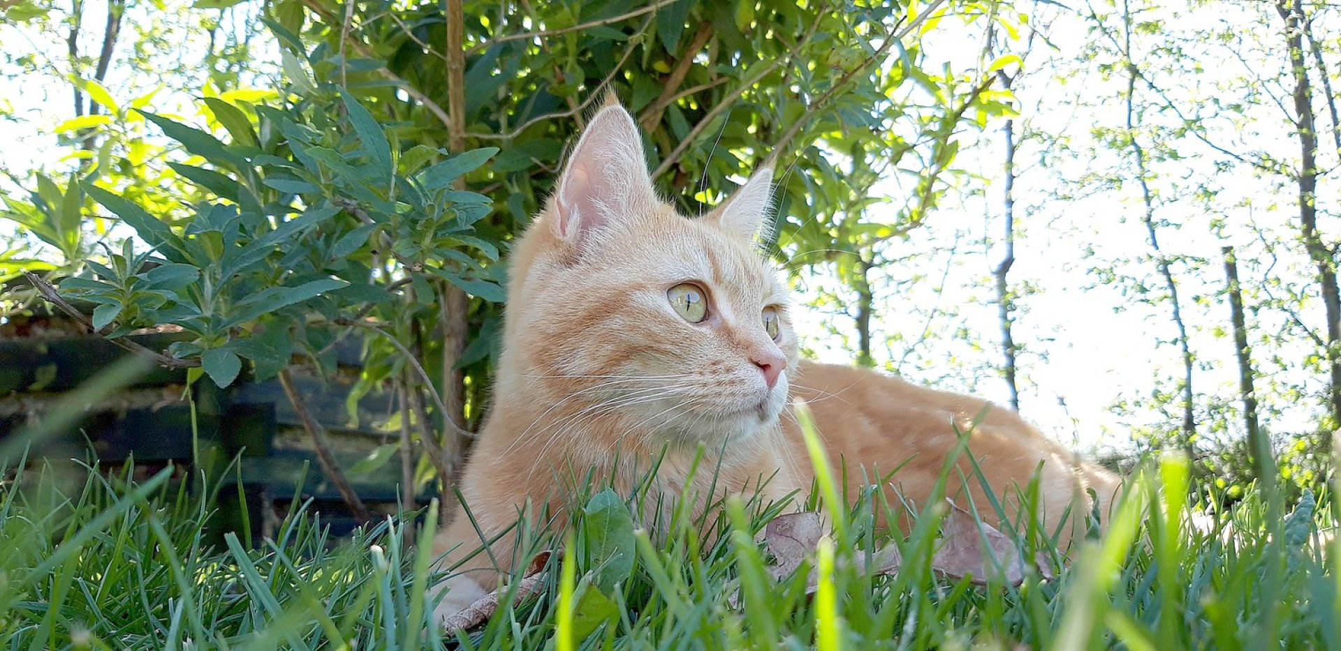 So viele süße Katzen gibt es in Ostfriesland - Bild 43