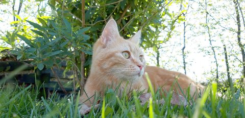 So viele süße Katzen gibt es in Ostfriesland - Bild 43