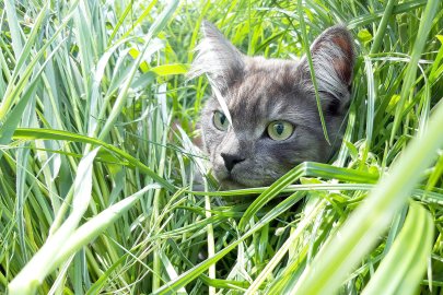 So viele süße Katzen gibt es in Ostfriesland - Bild 44
