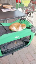 So viele süße Katzen gibt es in Ostfriesland - Bild 45