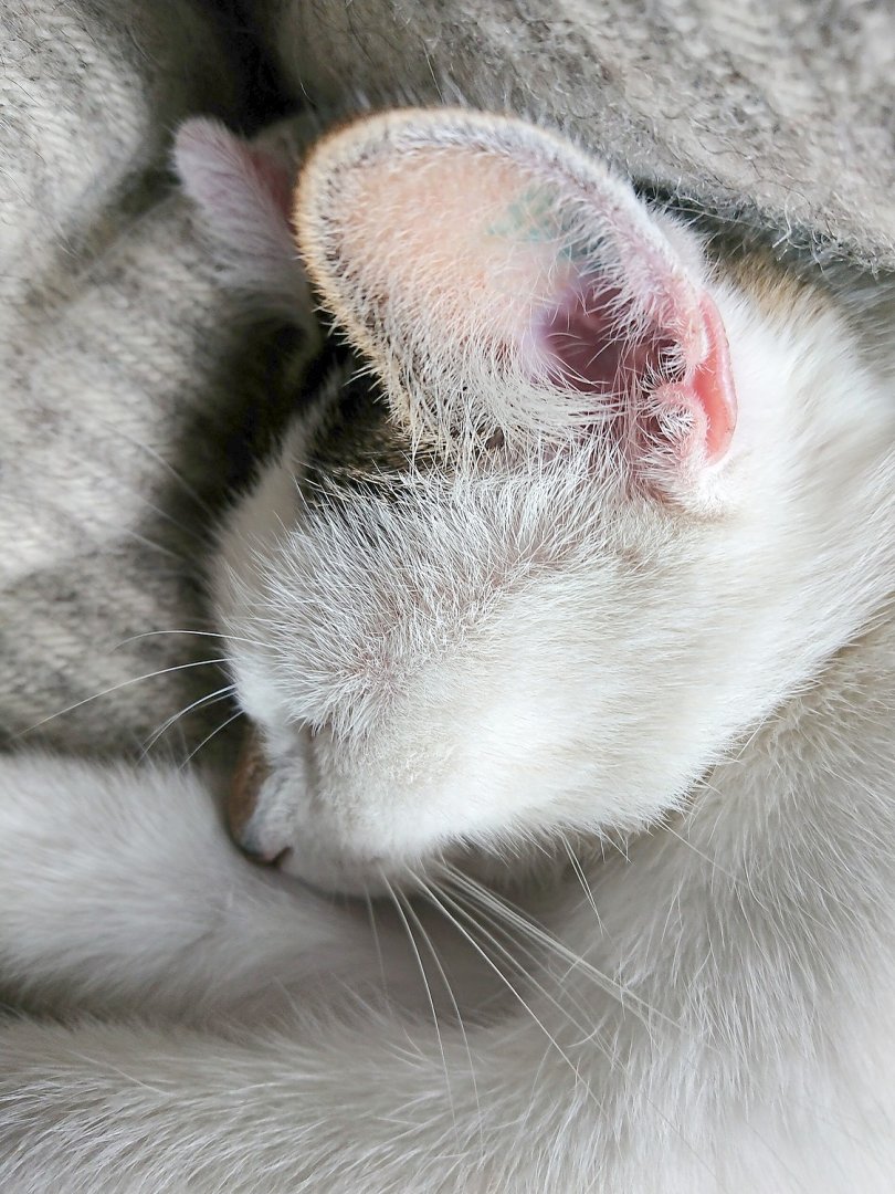 So viele süße Katzen gibt es in Ostfriesland - Bild 46