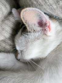 So viele süße Katzen gibt es in Ostfriesland - Bild 46