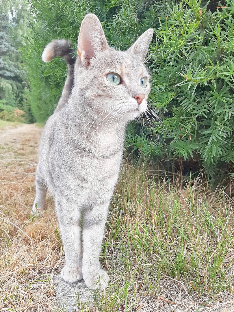 So viele süße Katzen gibt es in Ostfriesland - Bild 47