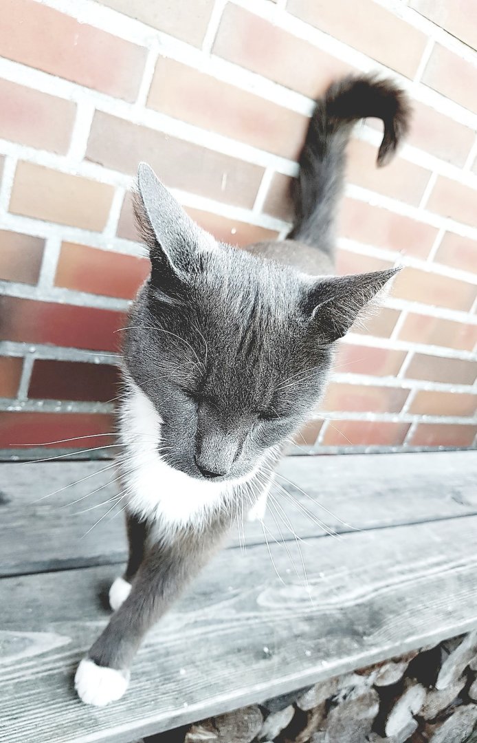 So viele süße Katzen gibt es in Ostfriesland - Bild 48