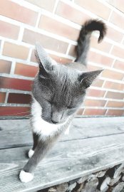 So viele süße Katzen gibt es in Ostfriesland - Bild 48