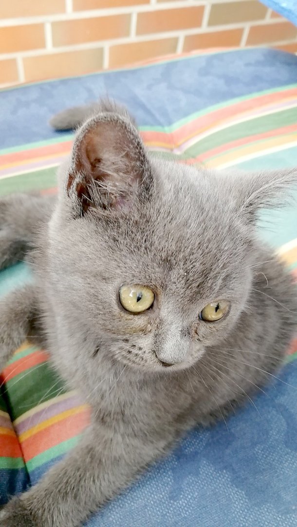 So viele süße Katzen gibt es in Ostfriesland - Bild 49
