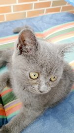 So viele süße Katzen gibt es in Ostfriesland - Bild 49