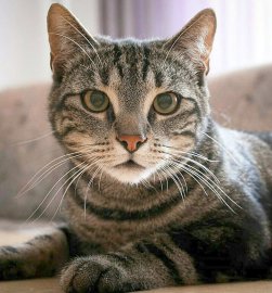 So viele süße Katzen gibt es in Ostfriesland - Bild 50
