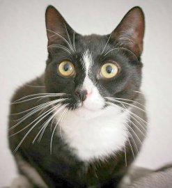 So viele süße Katzen gibt es in Ostfriesland - Bild 51