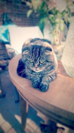 So viele süße Katzen gibt es in Ostfriesland - Bild 52