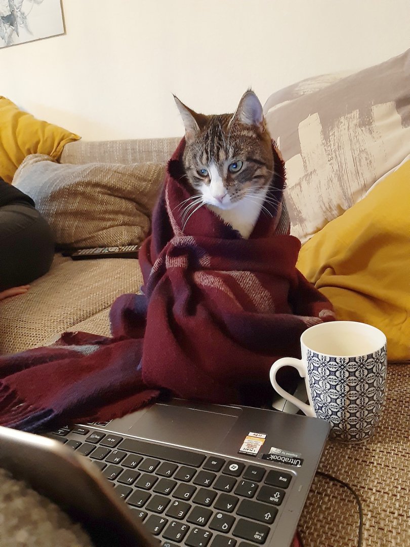 So viele süße Katzen gibt es in Ostfriesland - Bild 53