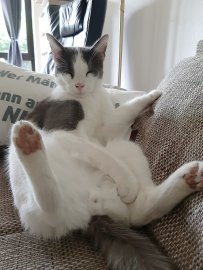 So viele süße Katzen gibt es in Ostfriesland - Bild 54