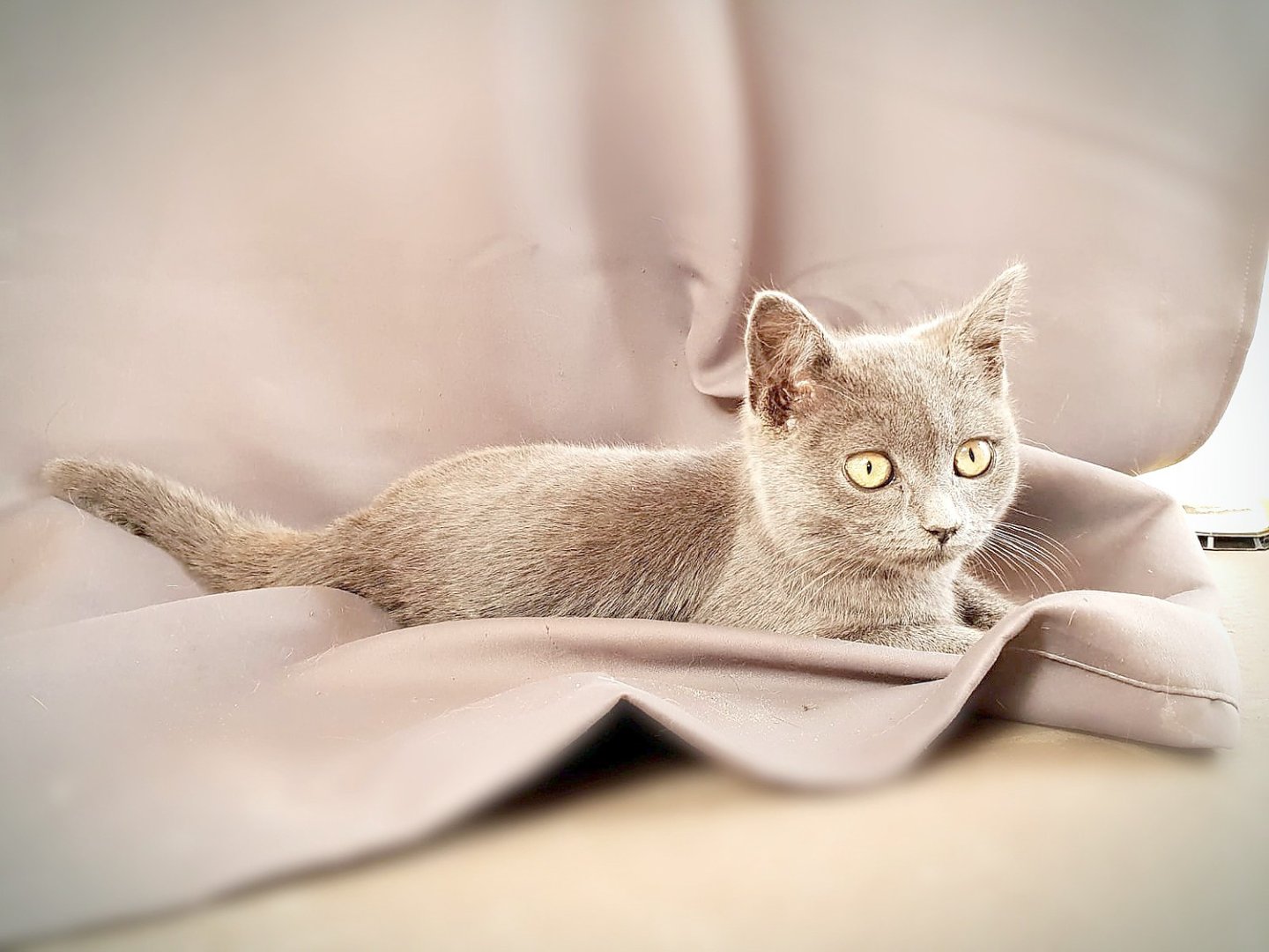 So viele süße Katzen gibt es in Ostfriesland - Bild 55