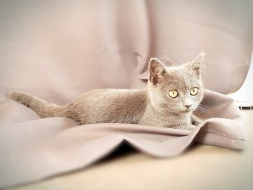 So viele süße Katzen gibt es in Ostfriesland - Bild 55
