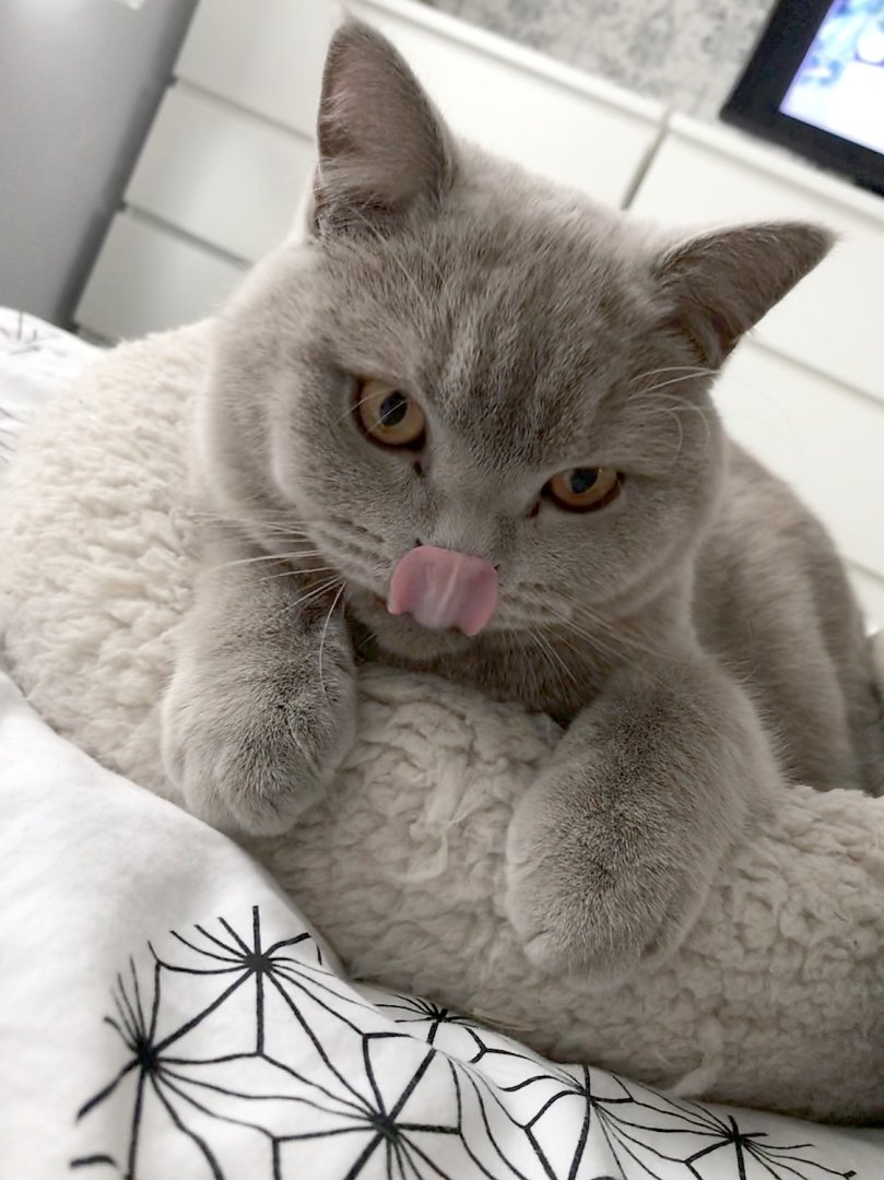 So viele süße Katzen gibt es in Ostfriesland - Bild 56