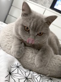 So viele süße Katzen gibt es in Ostfriesland - Bild 56