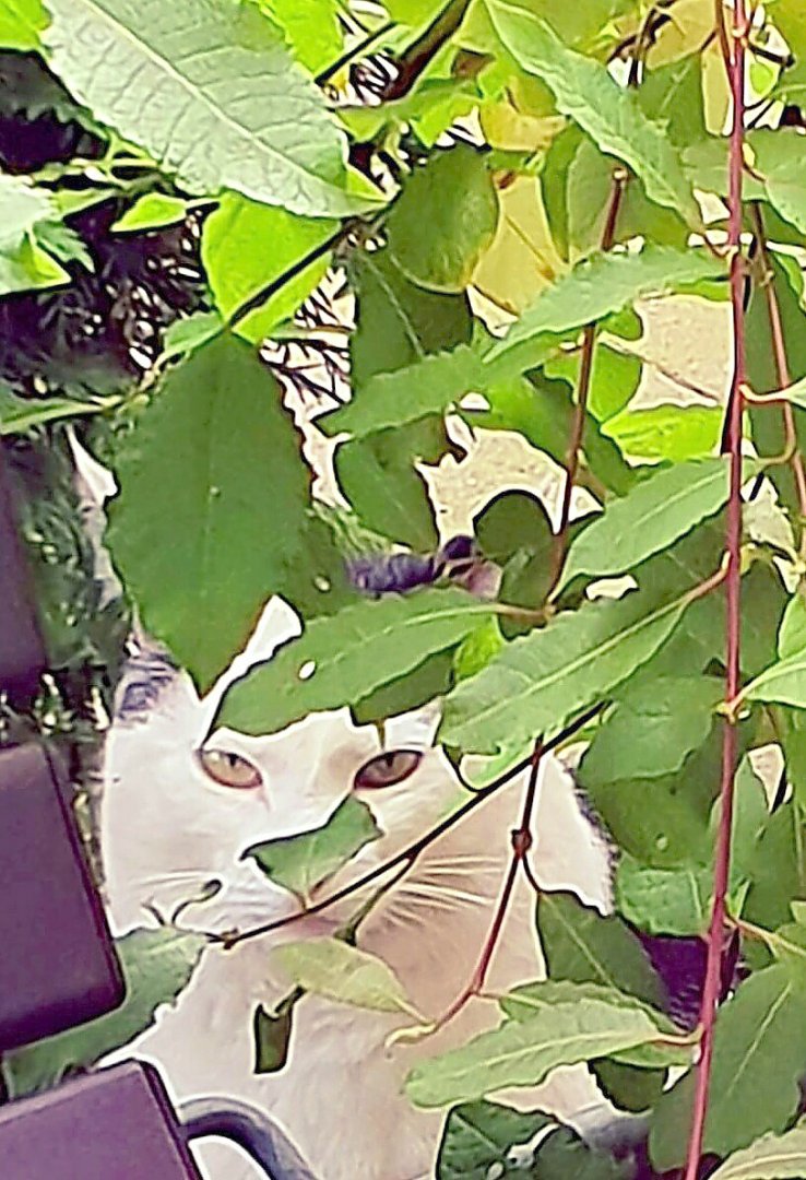 So viele süße Katzen gibt es in Ostfriesland - Bild 57