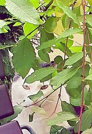 So viele süße Katzen gibt es in Ostfriesland - Bild 57