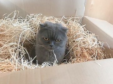 So viele süße Katzen gibt es in Ostfriesland - Bild 58