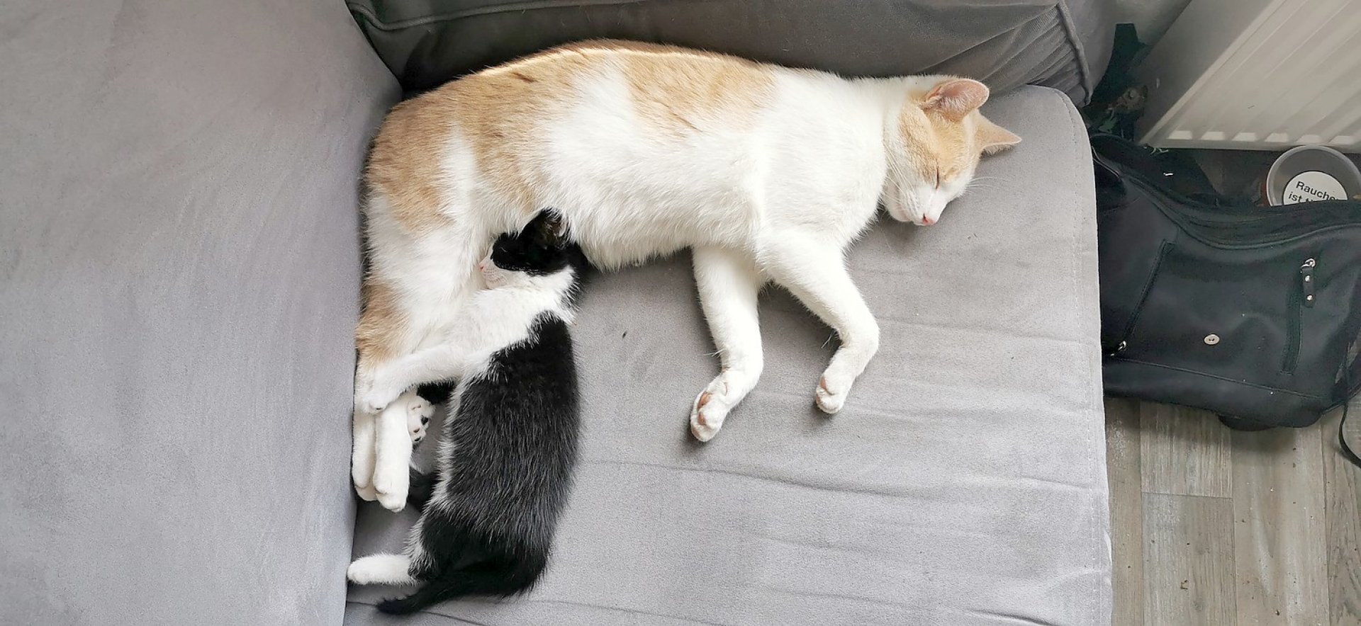 So viele süße Katzen gibt es in Ostfriesland - Bild 59