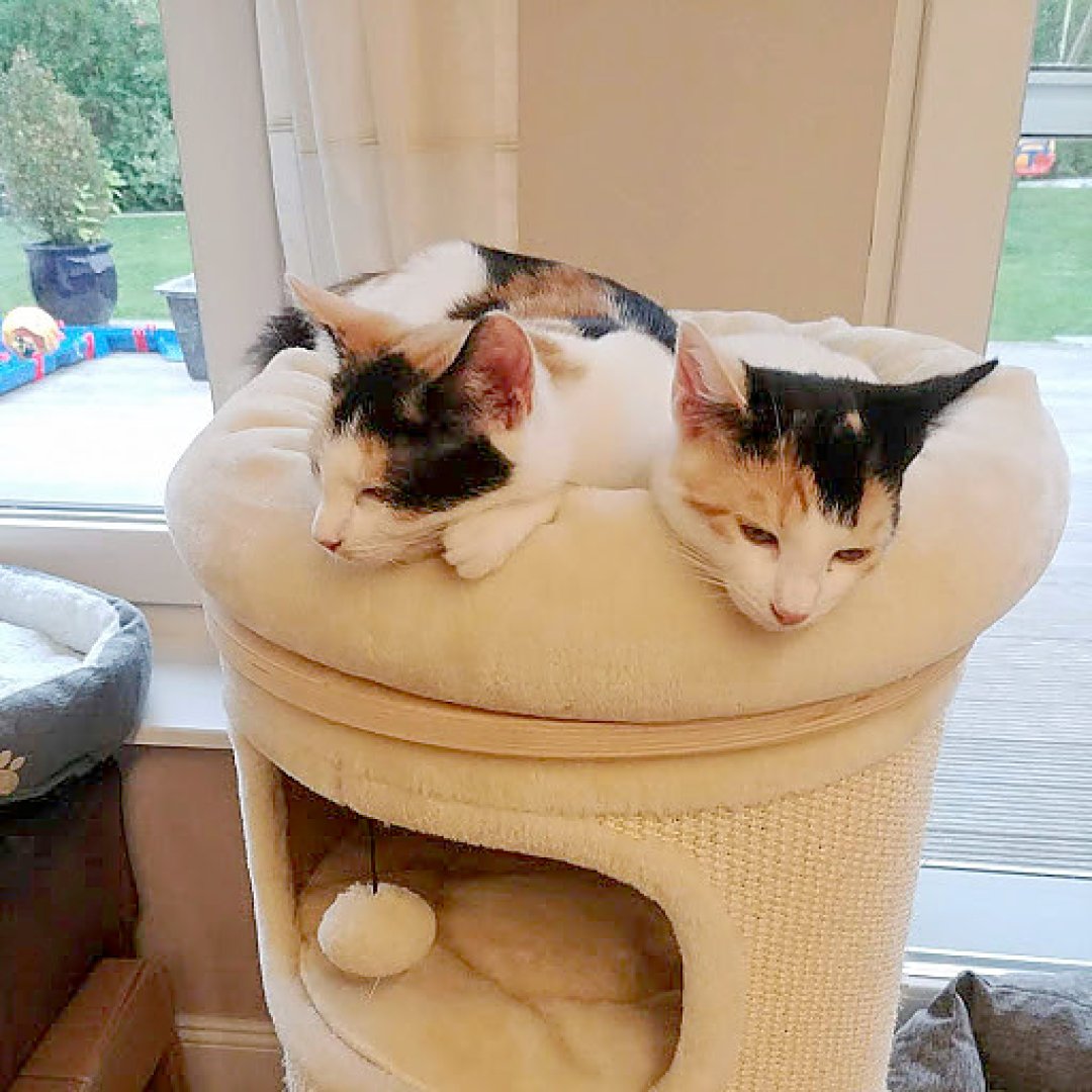 So viele süße Katzen gibt es in Ostfriesland - Bild 60