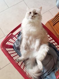 So viele süße Katzen gibt es in Ostfriesland - Bild 61