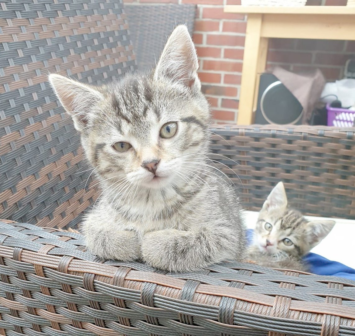 So viele süße Katzen gibt es in Ostfriesland - Bild 62