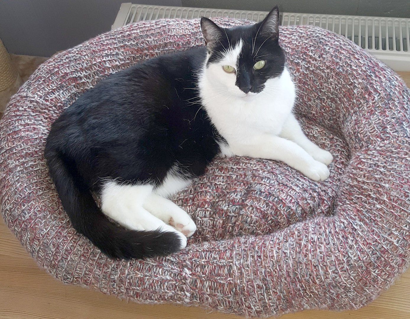 So viele süße Katzen gibt es in Ostfriesland - Bild 63