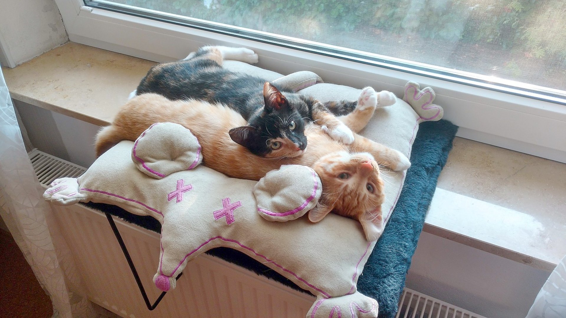 So viele süße Katzen gibt es in Ostfriesland - Bild 64