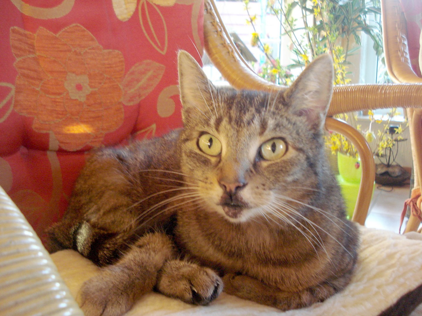 So viele süße Katzen gibt es in Ostfriesland - Bild 65