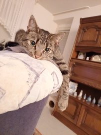 So viele süße Katzen gibt es in Ostfriesland - Bild 66