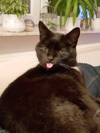 So viele süße Katzen gibt es in Ostfriesland - Bild 68