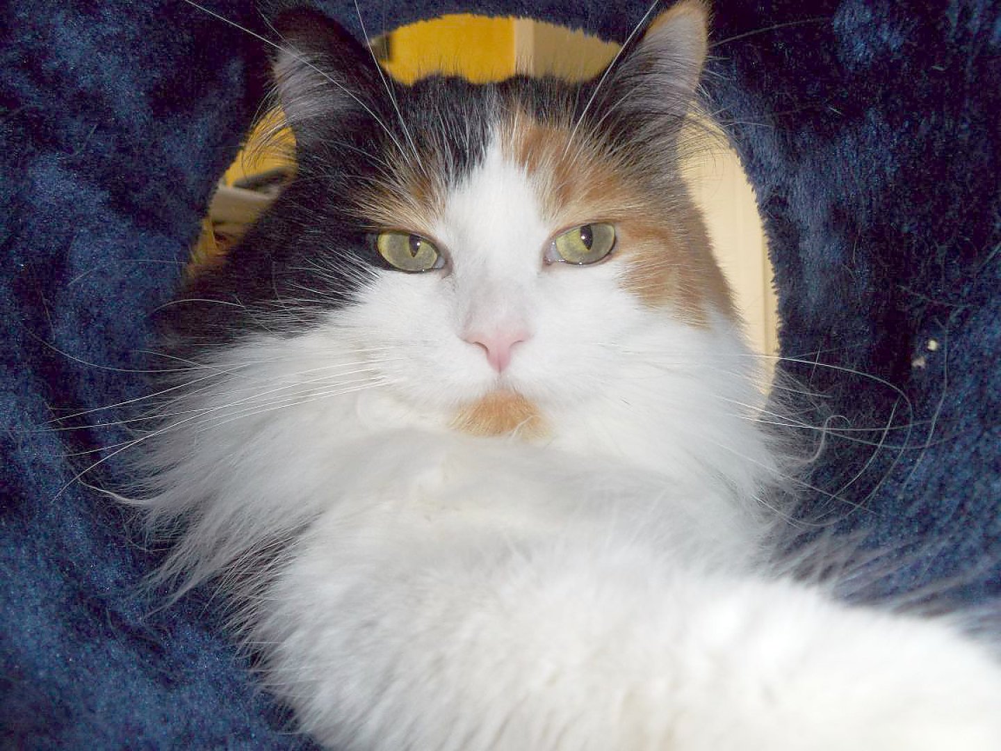 So viele süße Katzen gibt es in Ostfriesland - Bild 69