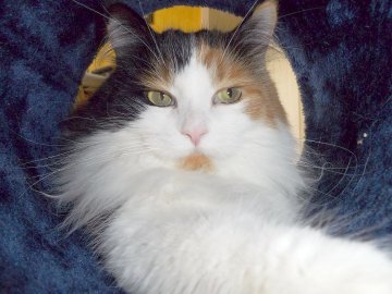 So viele süße Katzen gibt es in Ostfriesland - Bild 69