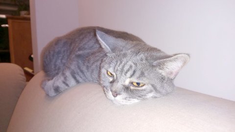 So viele süße Katzen gibt es in Ostfriesland - Bild 70